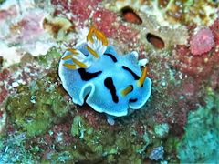 Chromodoris alcalai