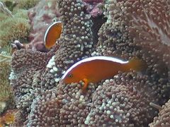 Amphiprion sandaracinos