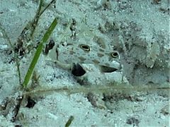 Signigobius biocellatus