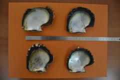 Pinctada margaritifera