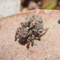 Maratus chrysomelas