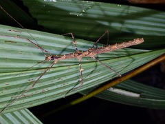 Stheneboea repudiosa
