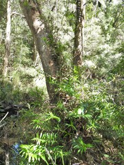 Freycinetia scandens