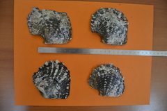 Pinctada margaritifera