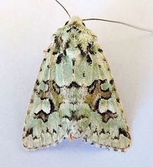 Lacinipolia consimilis