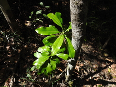 Planchonella chartacea