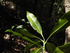 Planchonella chartacea