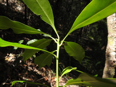 Planchonella chartacea