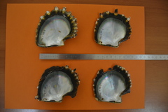 Pinctada margaritifera