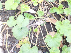 Pelargonium australe