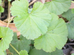 Pelargonium australe