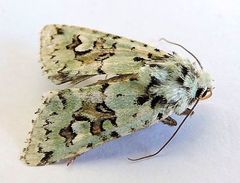 Lacinipolia consimilis