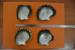 Pinctada margaritifera