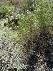 Psoralea arborea