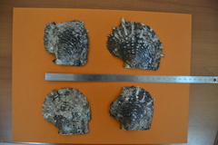 Pinctada margaritifera