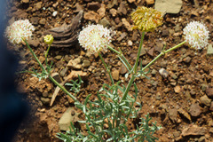 Trachymene glaucifolia