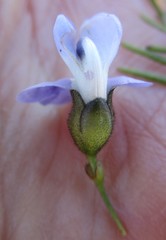Psoralea arborea