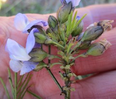 Psoralea arborea