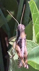 Phaedrotettix accola