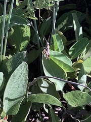 Phaedrotettix accola