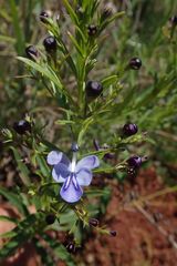 Rotheca hirsuta