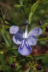 Rotheca hirsuta
