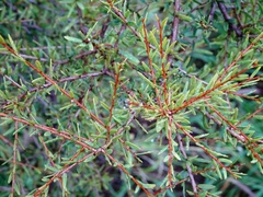 Acacia estrophiolata