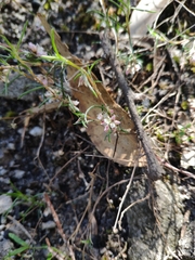 Laxmannia orientalis