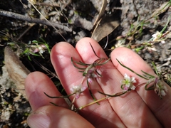 Laxmannia orientalis