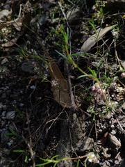 Laxmannia orientalis