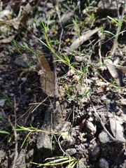 Laxmannia orientalis