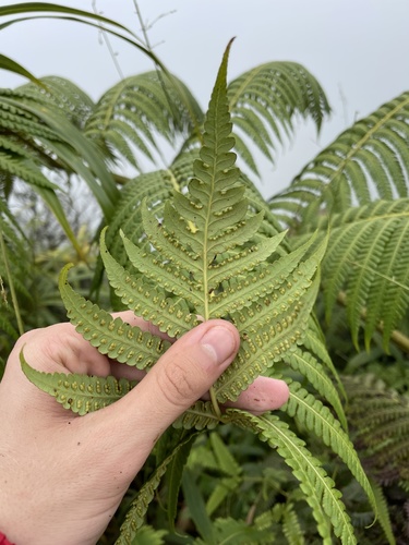 Cibotium menziesii