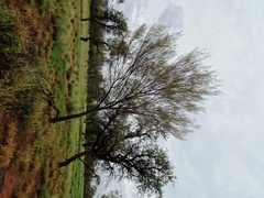 Acacia aneura