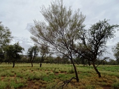 Acacia aneura