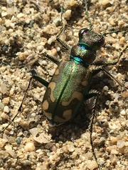 Cicindela decemnotata