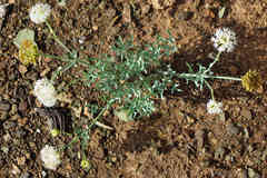 Trachymene glaucifolia