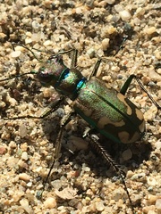 Cicindela decemnotata