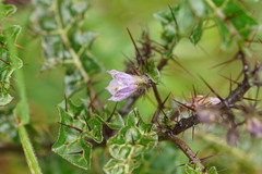 Solanum prinophyllum