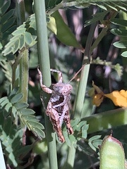 Phaedrotettix accola