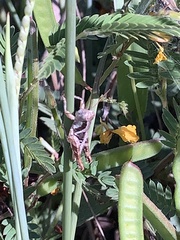 Phaedrotettix accola