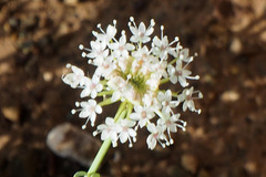 Trachymene glaucifolia