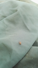 Anthonomus rectirostris