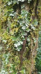 Pseudocyphellaria glabra