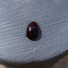 Paropsisterna semivittata