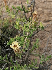 Pteronia hutchinsoniana