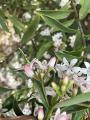 Philotheca myoporoides myoporoides