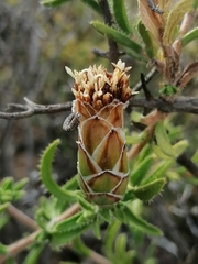 Pteronia hutchinsoniana