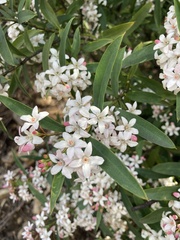 Philotheca myoporoides myoporoides