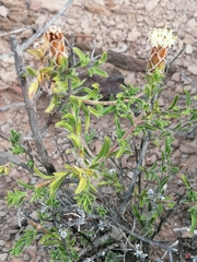 Pteronia hutchinsoniana