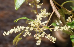 Trymalium odoratissimum